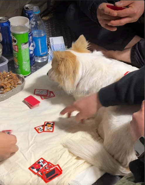 명절-고스톱-알바-하는-멍멍이-0-이미지