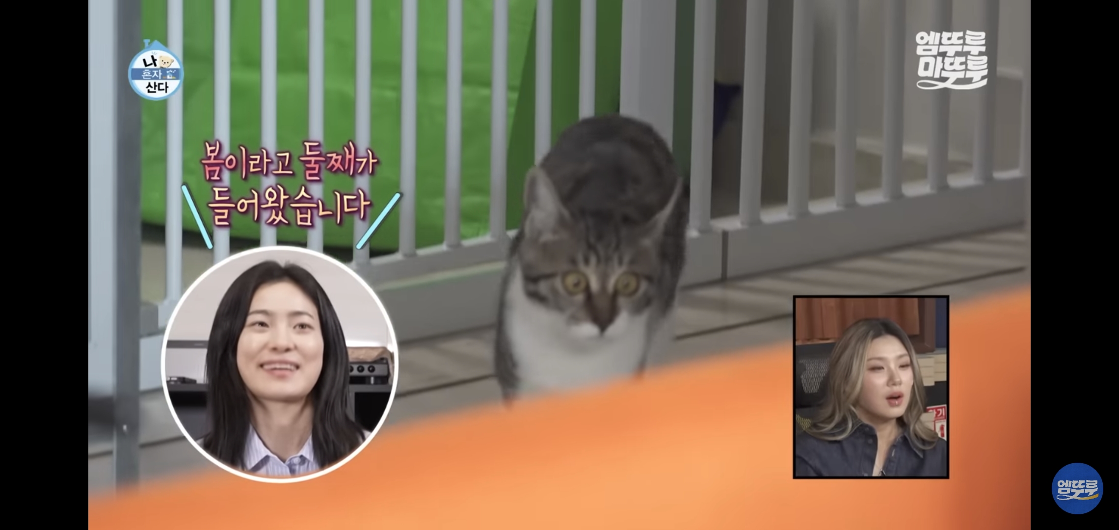 [나혼자산다]-최근-시각장애고양이-구조&입양한-배우-옥자연.jpg-1-이미지