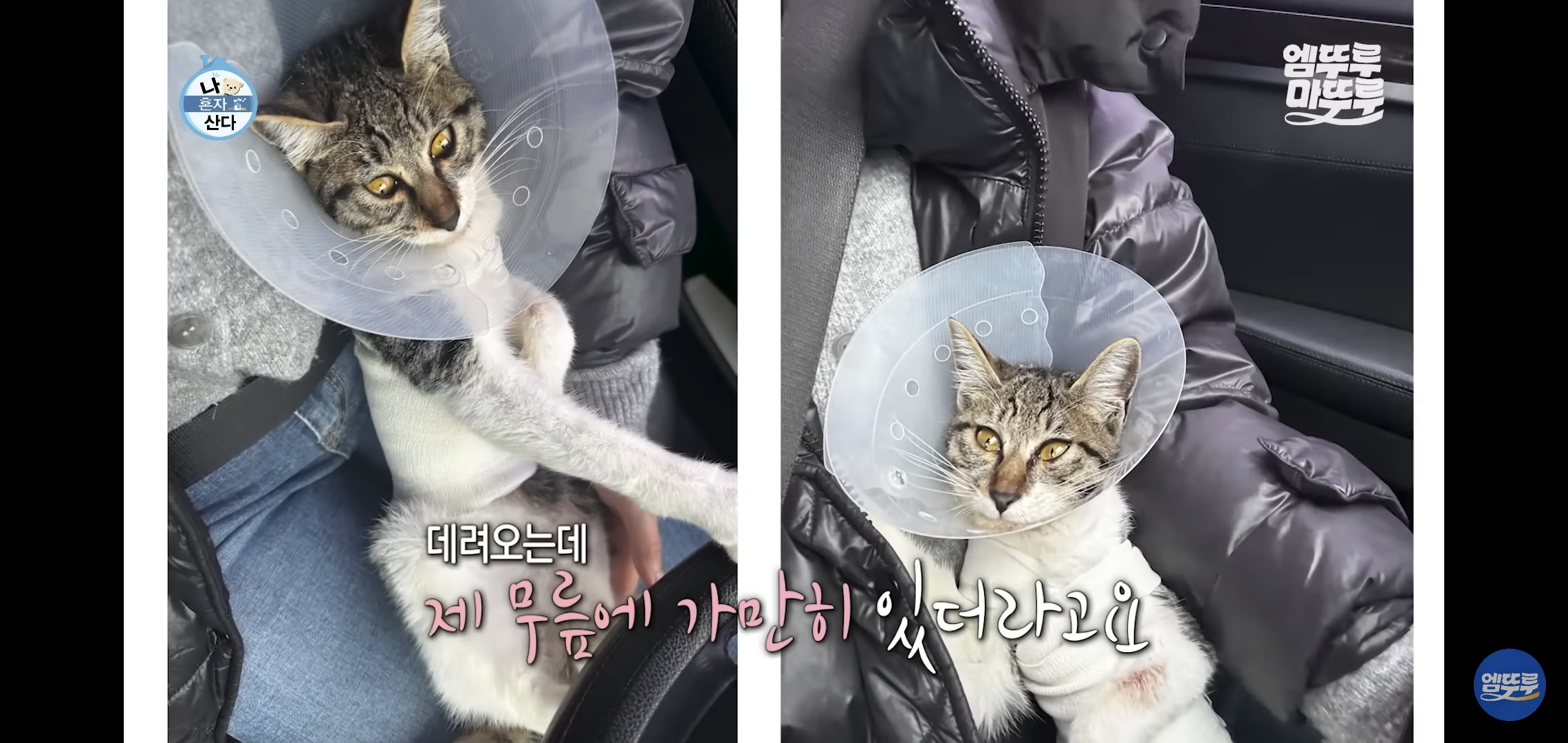 [나혼자산다]-최근-시각장애고양이-구조&입양한-배우-옥자연.jpg-19-이미지