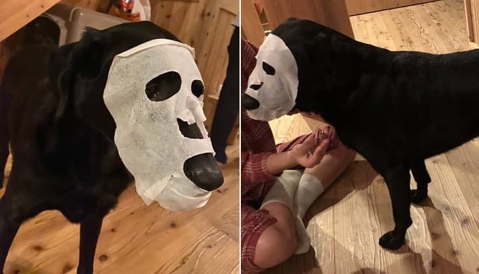 강아지한테-장난치고싶다-0-이미지