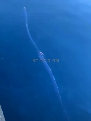 일본에서-발견된-산갈치-0-이미지