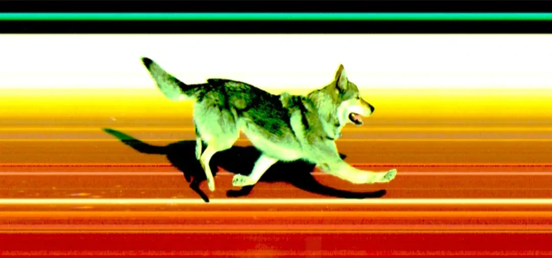 이번-올림픽에서-발생한-관중-난입-ㄷㄷㄷㄷ-1-이미지