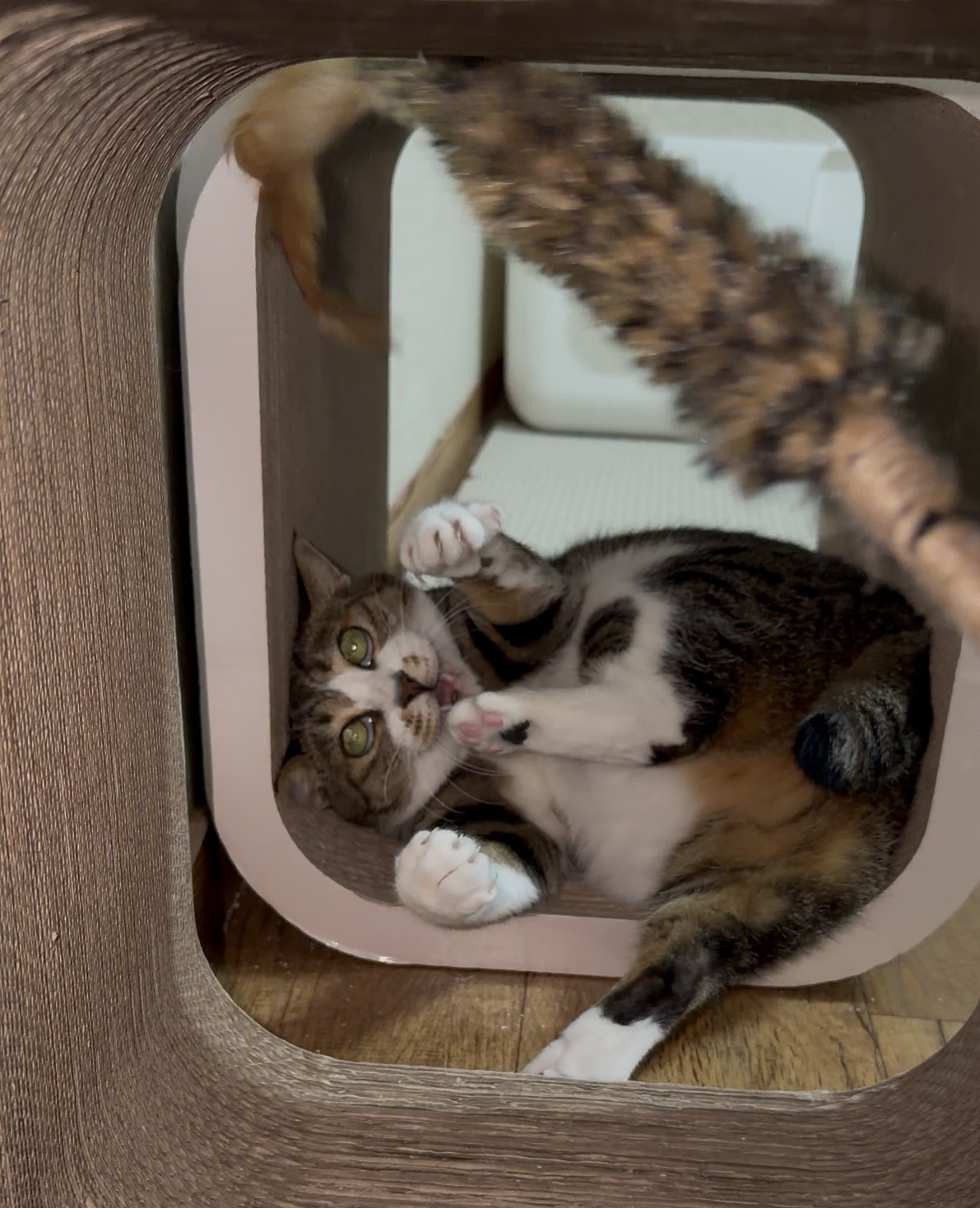 안민첩한-고양이-0-이미지