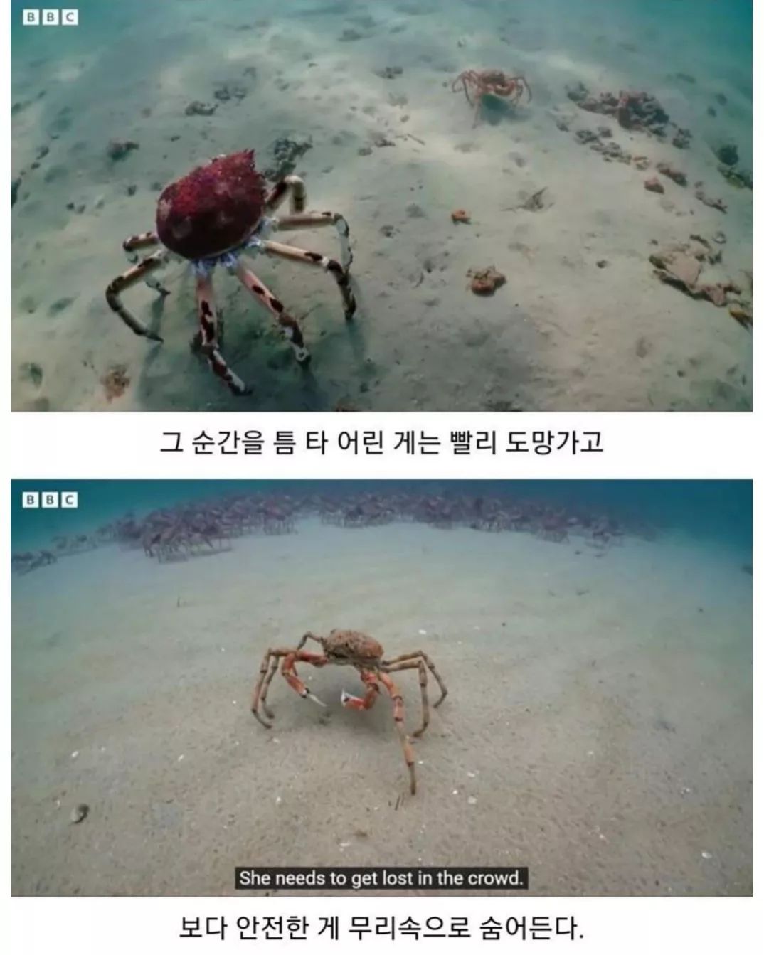 게-무리에게-인정받은-로봇게-4-이미지