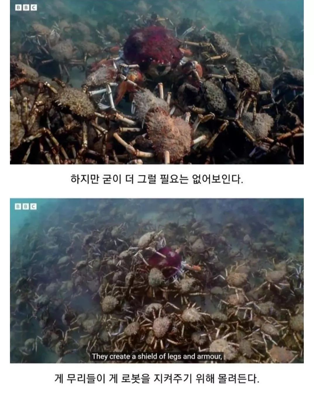 게-무리에게-인정받은-로봇게-7-이미지
