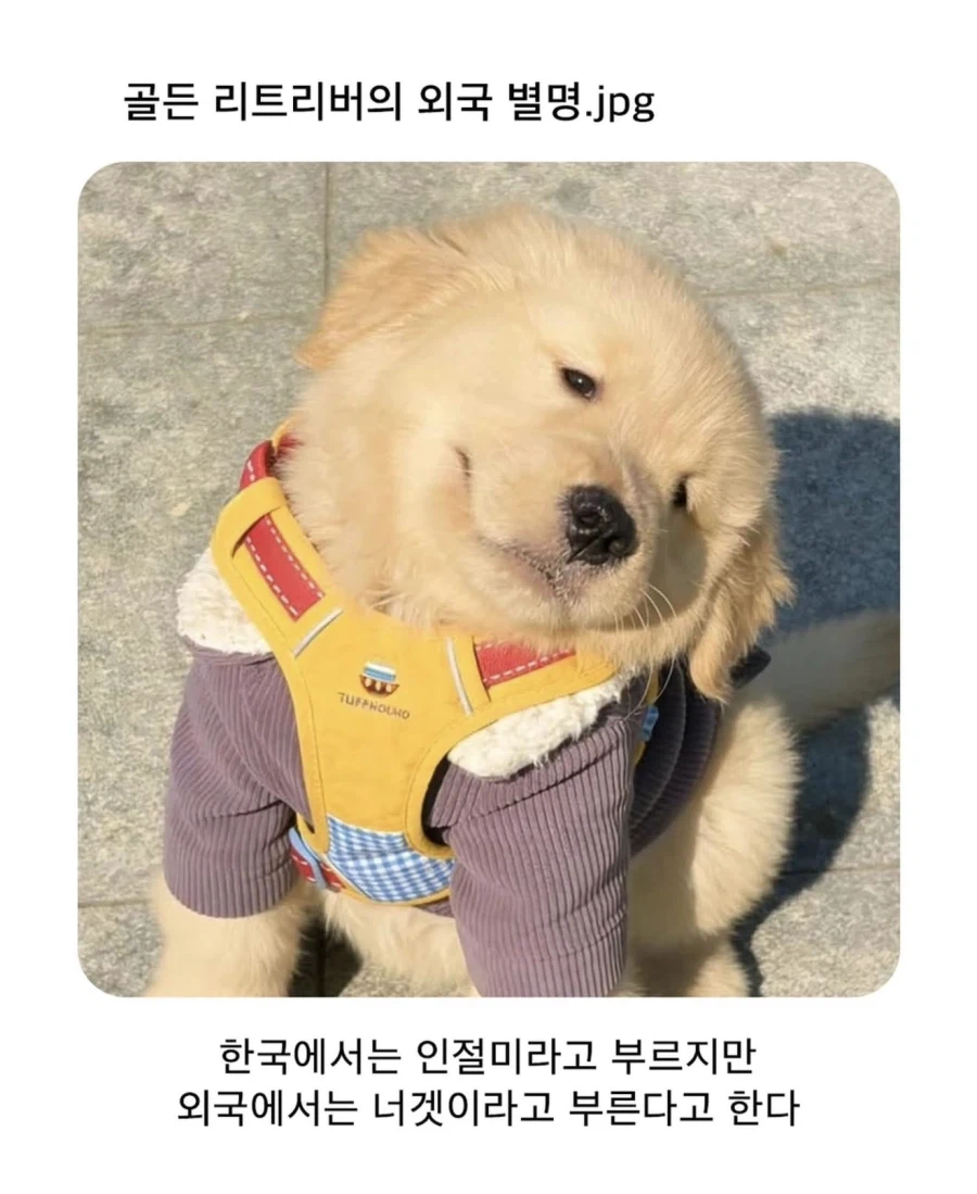 외국에서-골든-리트리버를-부르는-별명-0-이미지