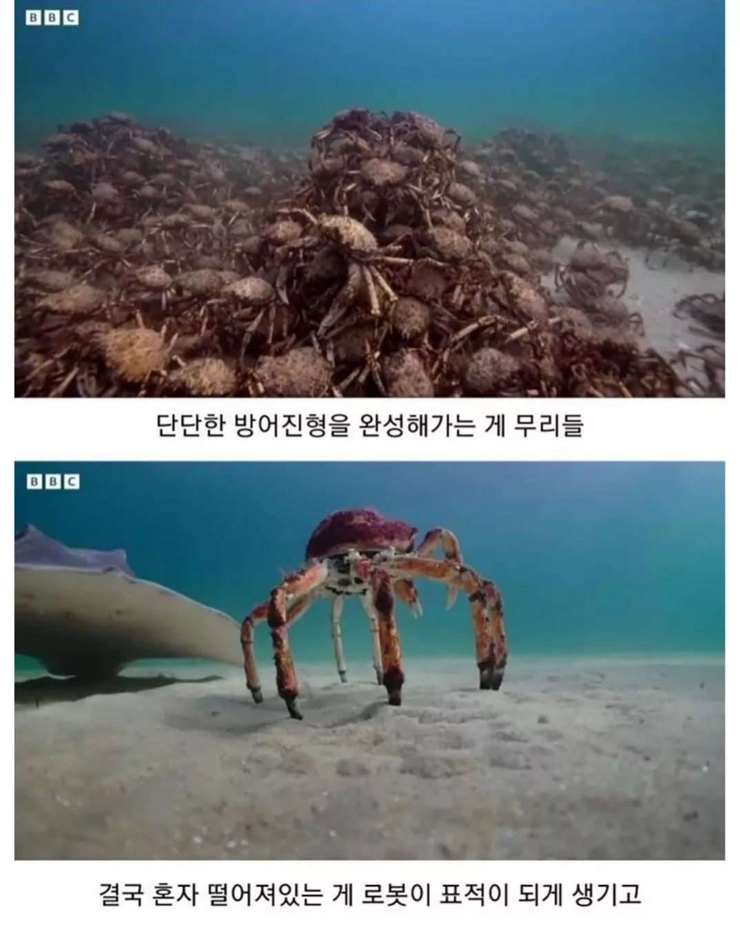 게-무리에게-인정받은-로봇게-5-이미지