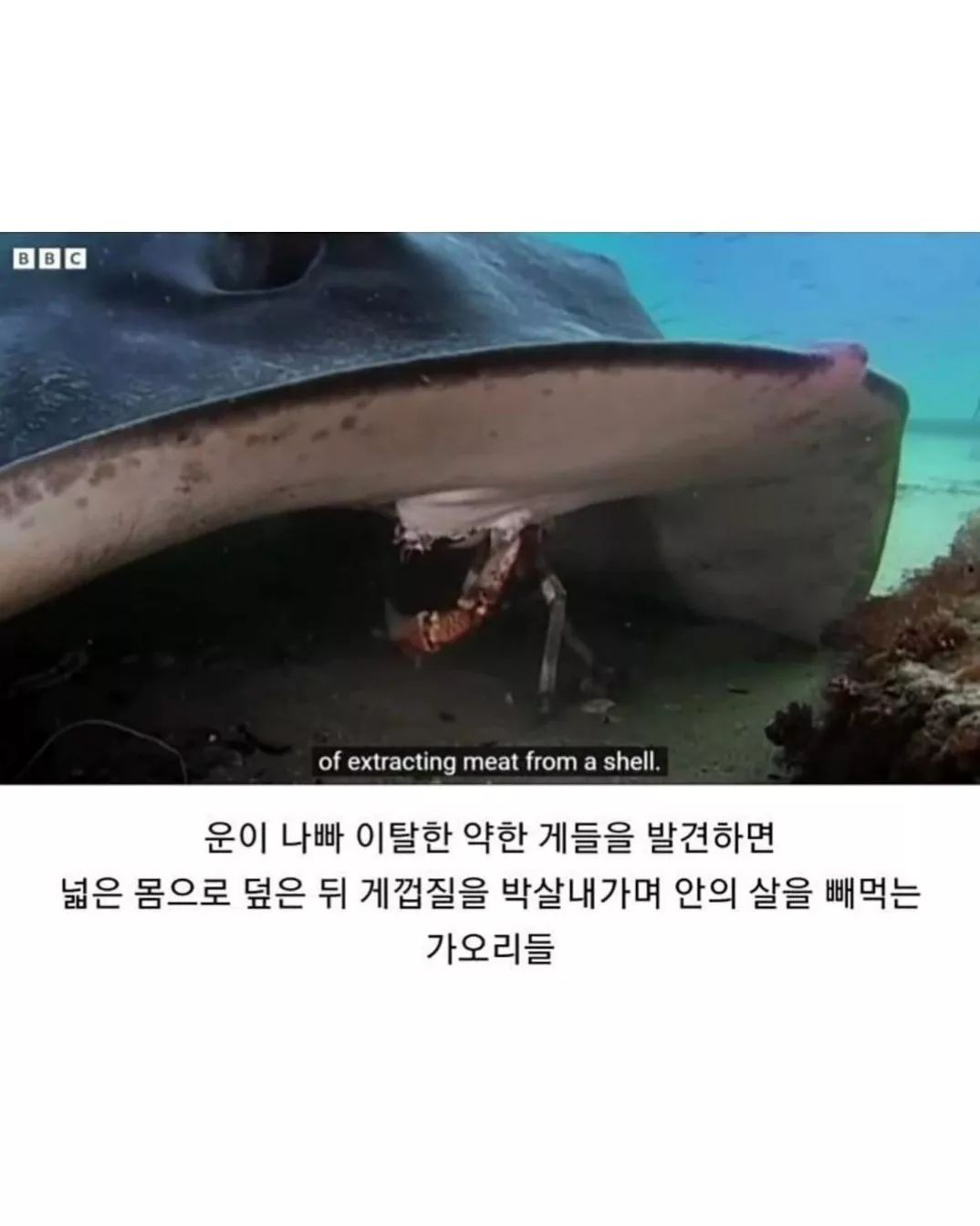 게-무리에게-인정받은-로봇게-3-이미지