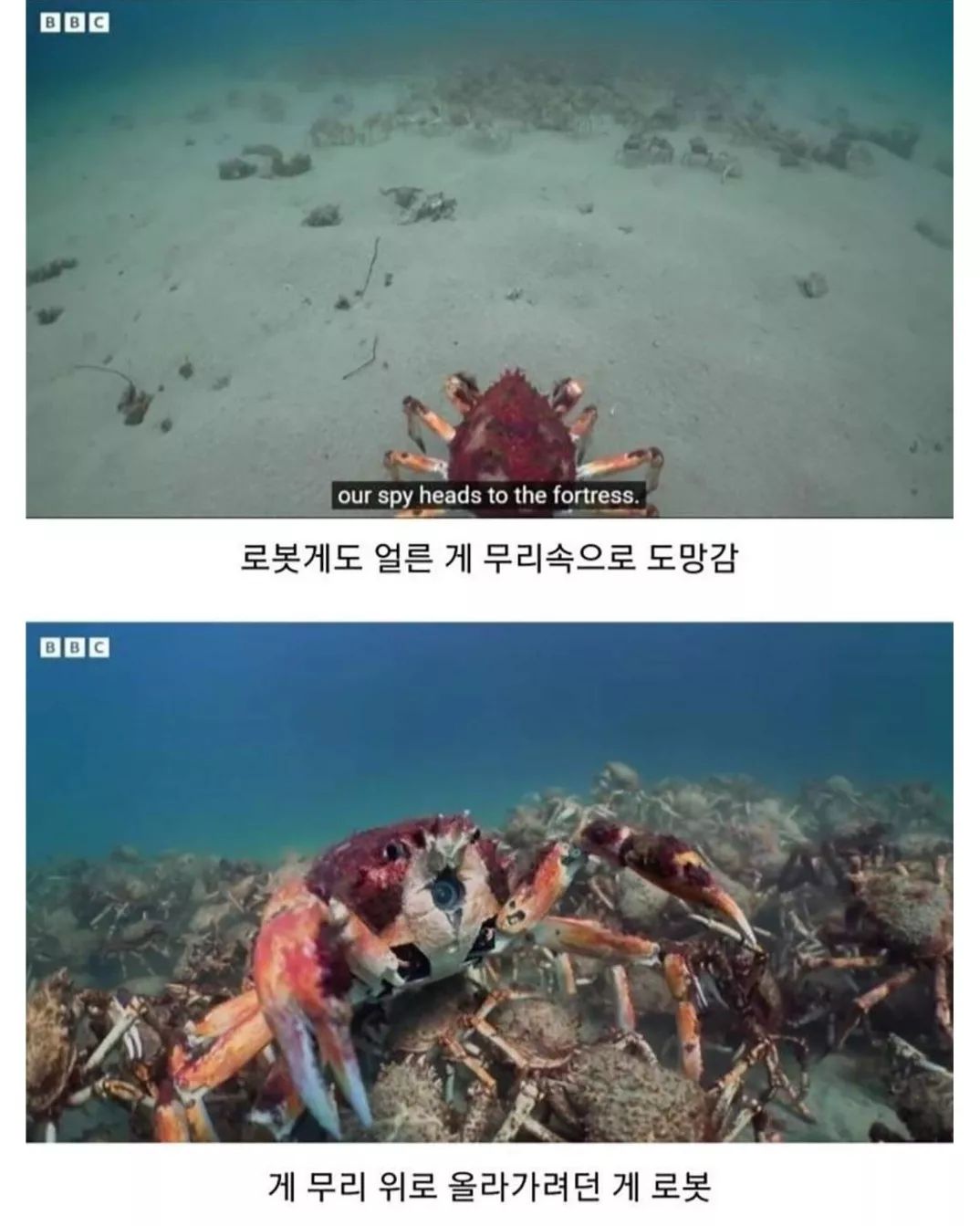 게-무리에게-인정받은-로봇게-6-이미지