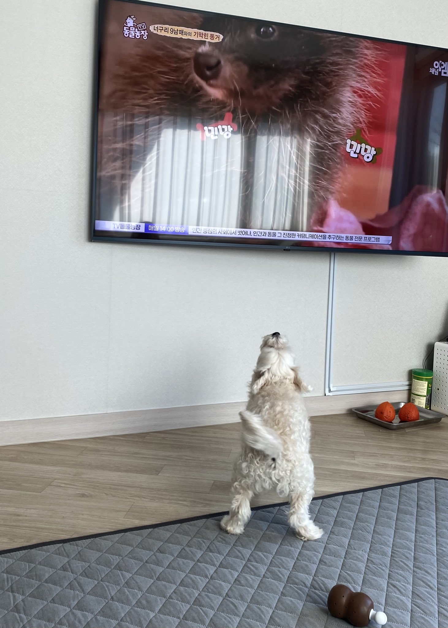 우리-강아지-밥-안-먹다가도-티비에-강아지만-나오면.twt-1-이미지