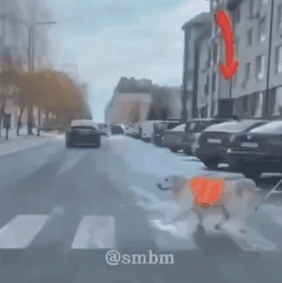 진짜-개빡친-시각-장애인-안내견-.gif-0-이미지