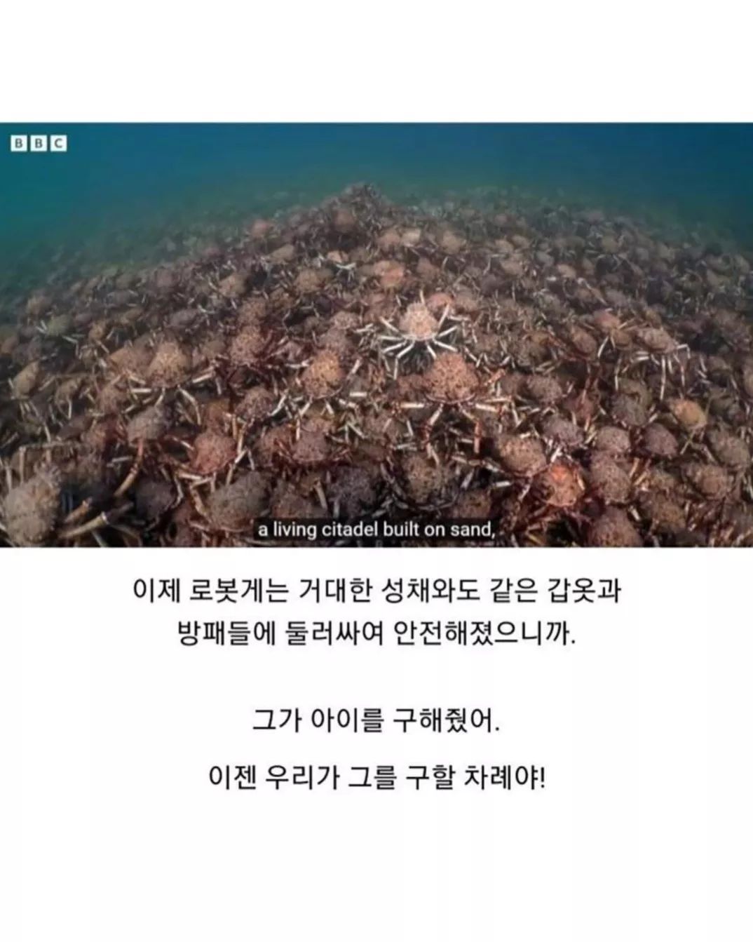 게-무리에게-인정받은-로봇게-8-이미지