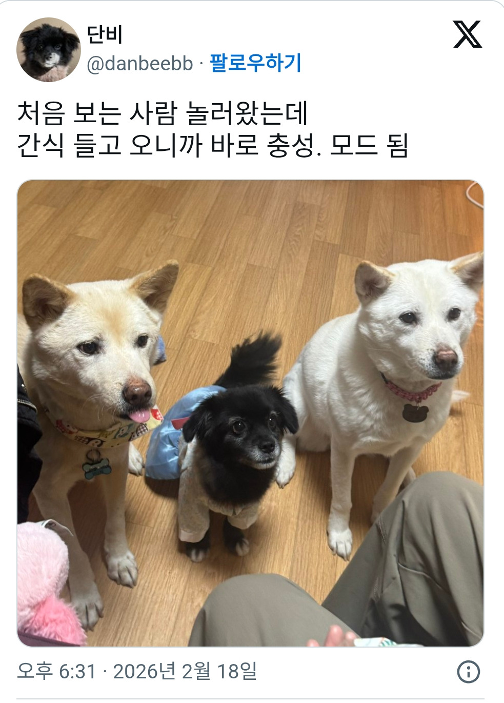 처음-보는-사람-놀러왔는데-댕댕이들이-0-이미지
