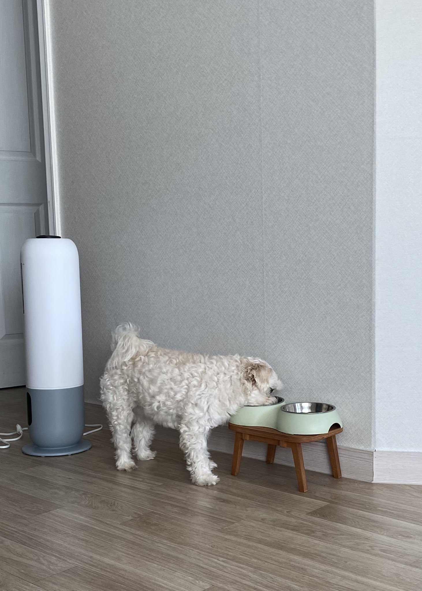 우리-강아지-밥-안-먹다가도-티비에-강아지만-나오면.twt-2-이미지