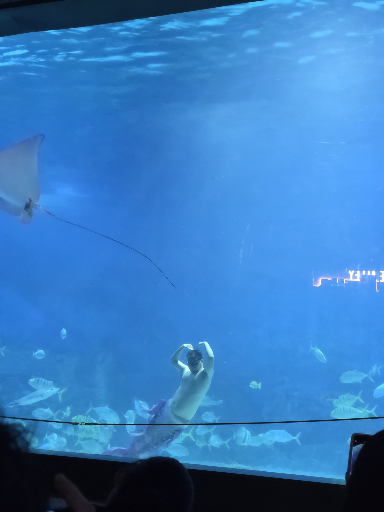 인어쇼한대서-보러왔는데-인어공주는-없고.twt-1-이미지