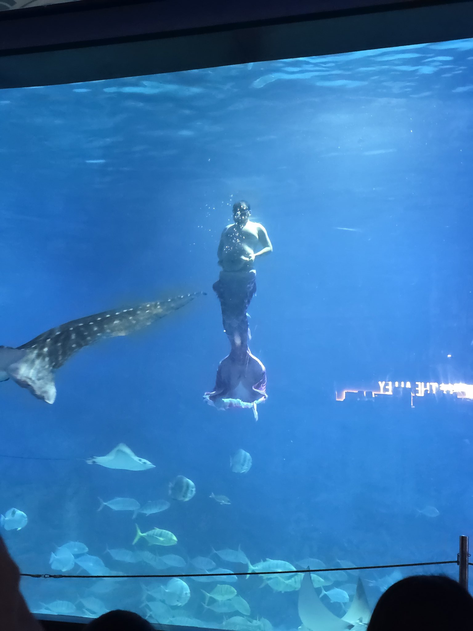 인어쇼한대서-보러왔는데-인어공주는-없고.twt-2-이미지