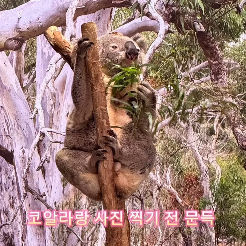 계약서에-함부로-사인했다가-호주-동물원-명물이-된-커플.jpg-8-이미지