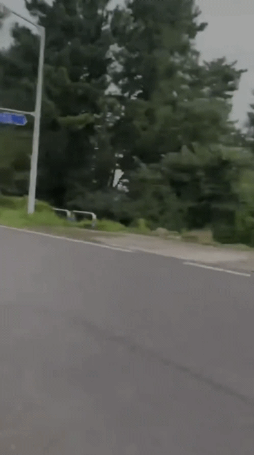 흔치않은-제주도-도로-상황-ㄷㄷ.gif-0-이미지