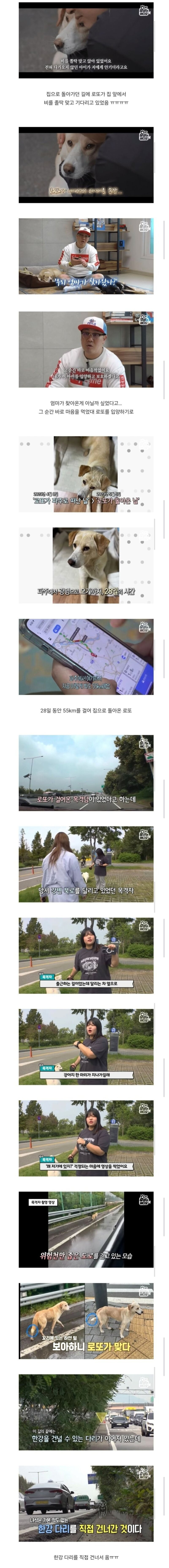 광명에서-유명하다는-떠돌이-강아지-3-이미지