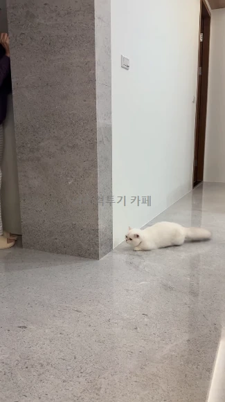 집사와-숨바꼭질-하는-고양이-0-이미지