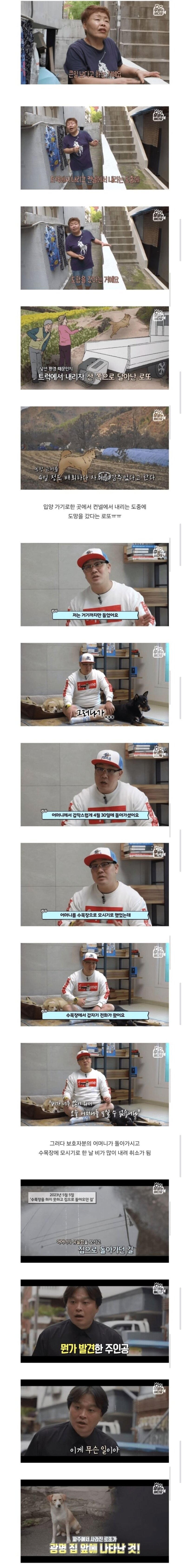 광명에서-유명하다는-떠돌이-강아지-2-이미지