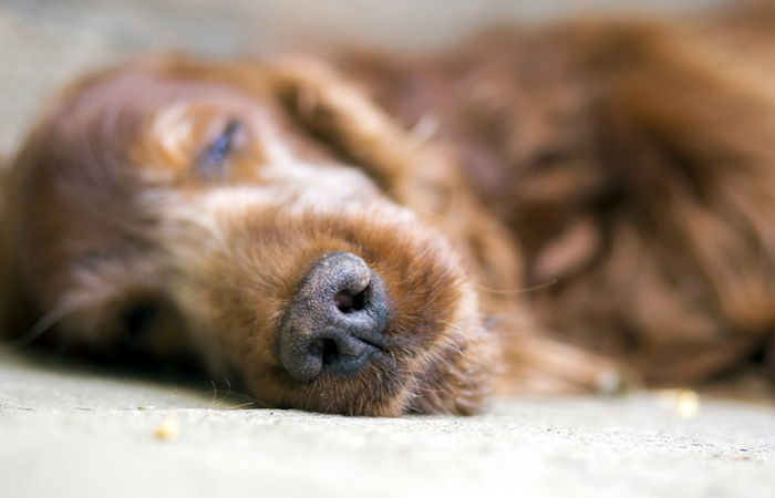 '무지개다리'-직감한-반려동물은-'마지막-인사'하려-주인-찾는다-4-이미지