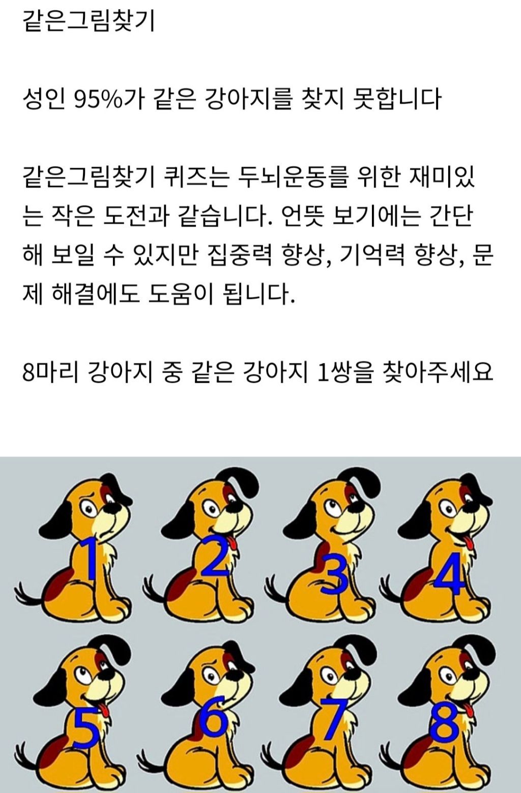 같은-강아지-찾기-1-이미지