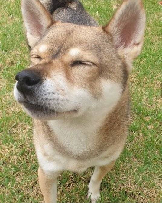 유기견,-유기묘를-입양한-연예인들-16-이미지