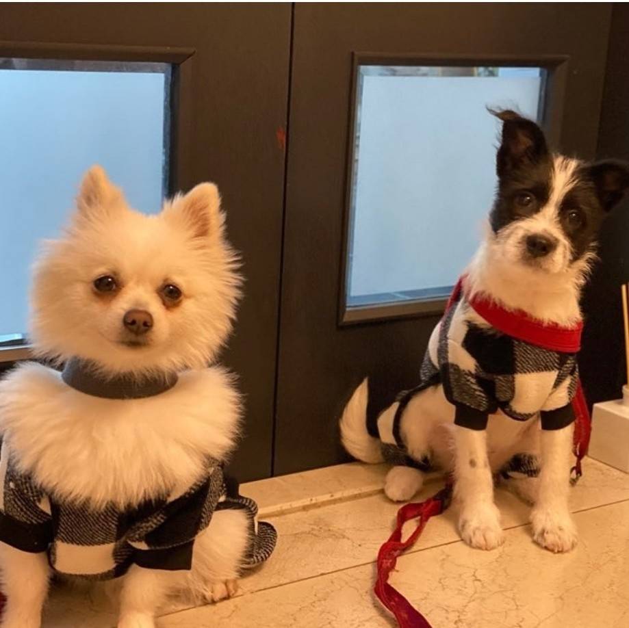 유기견,-유기묘를-입양한-연예인들-10-이미지