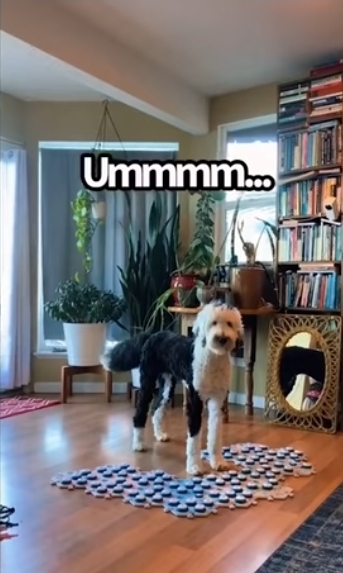 집사에게-예전에-개였냐고-물어보는-버니-🐶-26-이미지