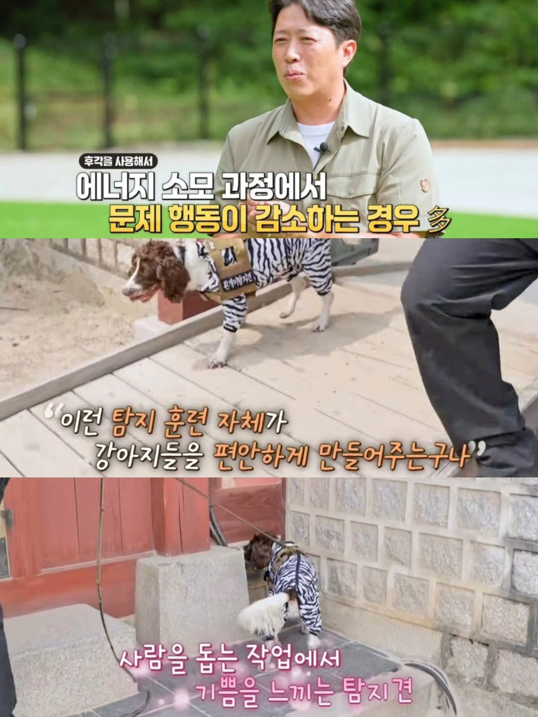 강아지-출입금지인-경복궁에-강아지-데려갔다고-9-이미지