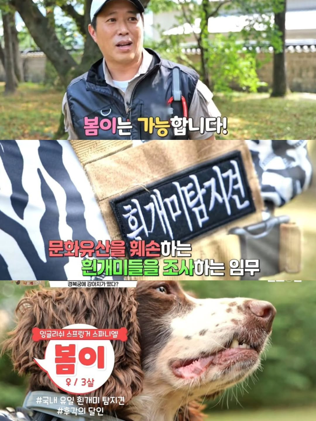 강아지-출입금지인-경복궁에-강아지-데려갔다고-2-이미지