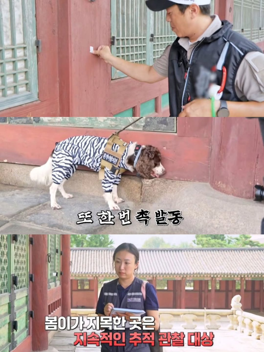 강아지-출입금지인-경복궁에-강아지-데려갔다고-5-이미지