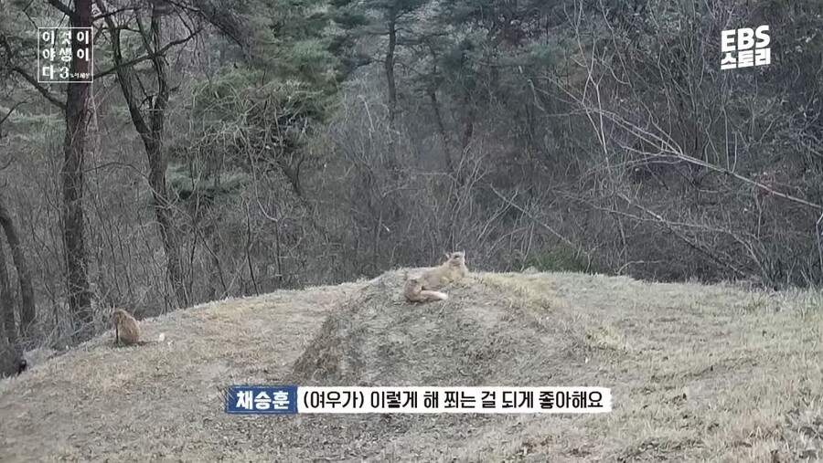 여우가-무덤에서-자주-발견된-이유-1-이미지