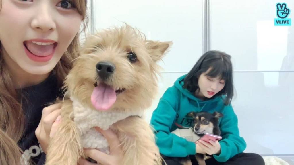 유기견,-유기묘를-입양한-연예인들-26-이미지