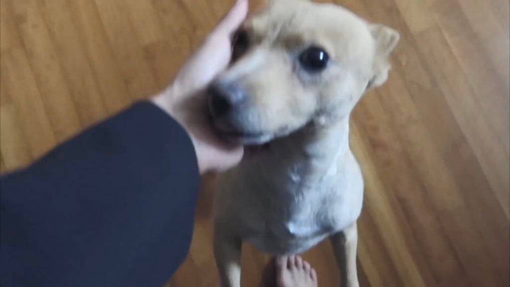 유기견,-유기묘를-입양한-연예인들-29-이미지