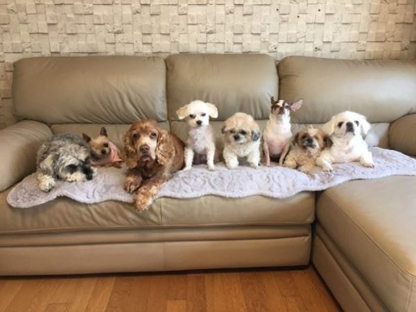 유기견,-유기묘를-입양한-연예인들-22-이미지