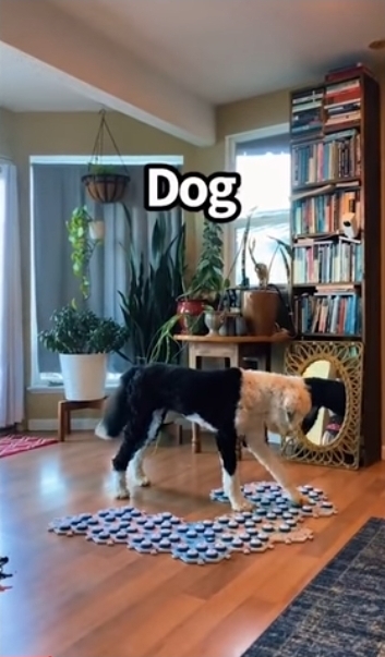 집사에게-예전에-개였냐고-물어보는-버니-🐶-23-이미지