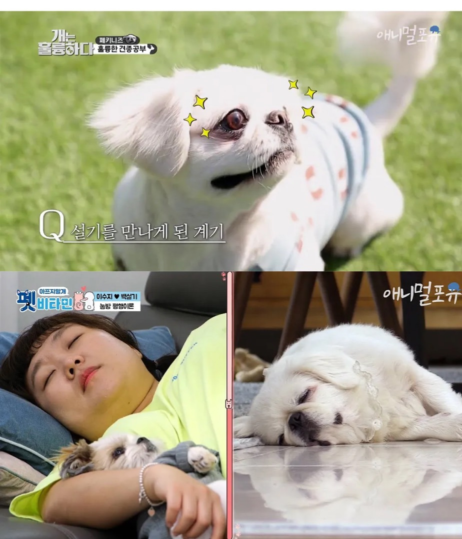 개그우먼-이수지-강아지-어디서-데려왔는지-알아?-2-이미지