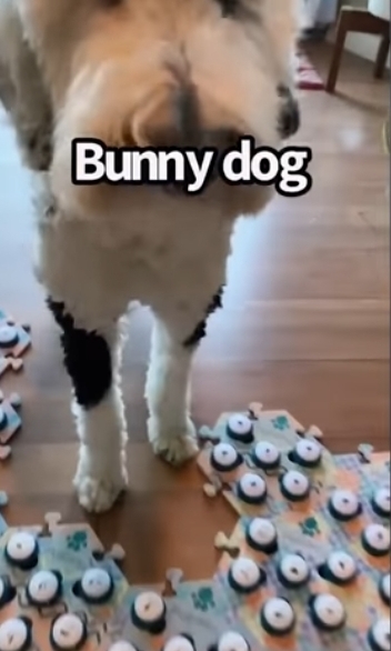 집사에게-예전에-개였냐고-물어보는-버니-🐶-10-이미지