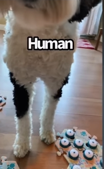 집사에게-예전에-개였냐고-물어보는-버니-🐶-7-이미지