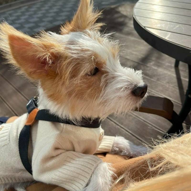 유기견,-유기묘를-입양한-연예인들-6-이미지