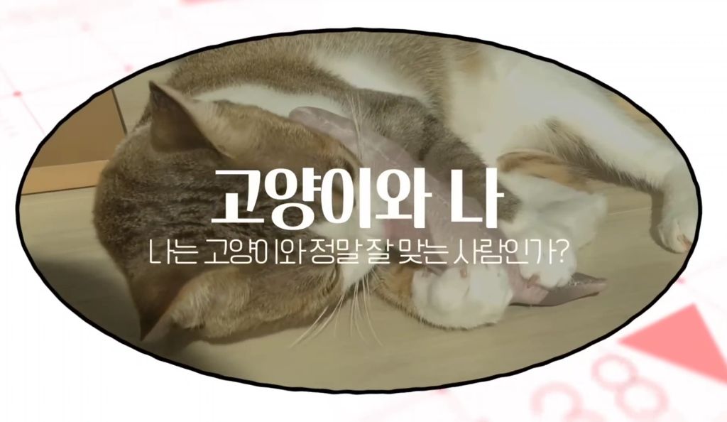 고양이를-키우며-포기한-것,-힘들었던-것-(feat.-mbti)-13-이미지