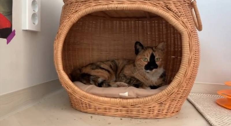 유기견,-유기묘를-입양한-연예인들-13-이미지