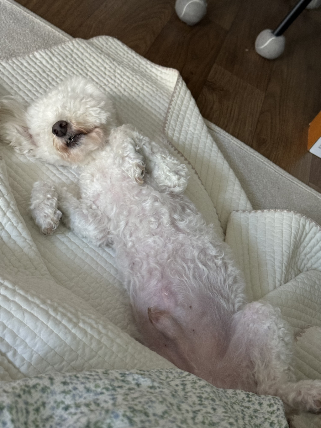 우리개-어제-3만보-산책했대;-0-이미지