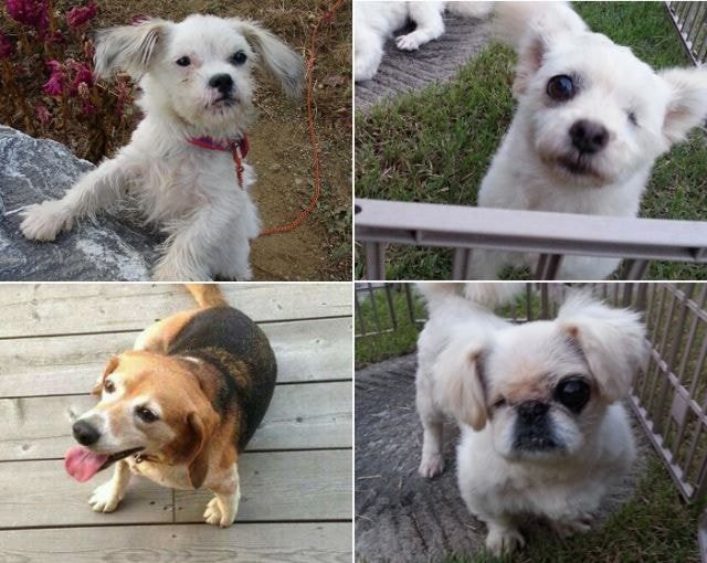 유기견,-유기묘를-입양한-연예인들-23-이미지