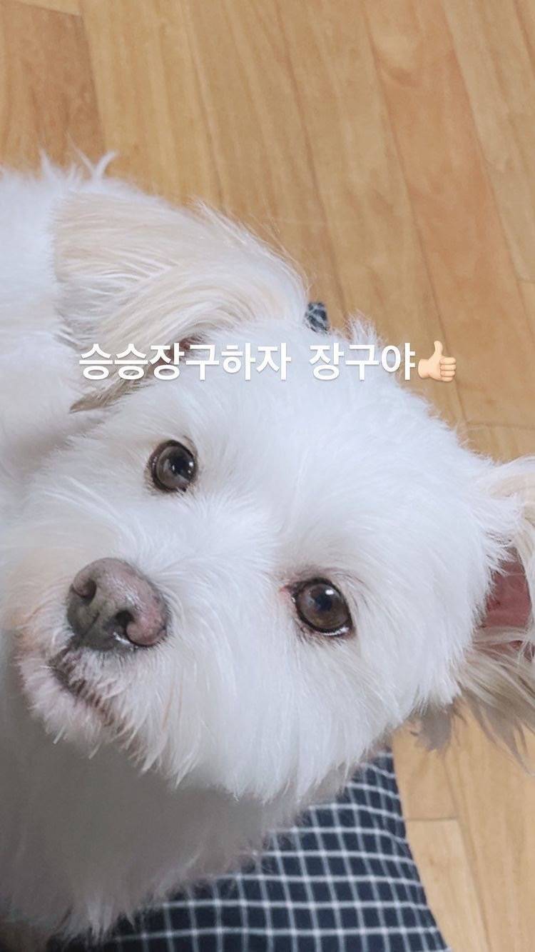 유기견,-유기묘를-입양한-연예인들-20-이미지