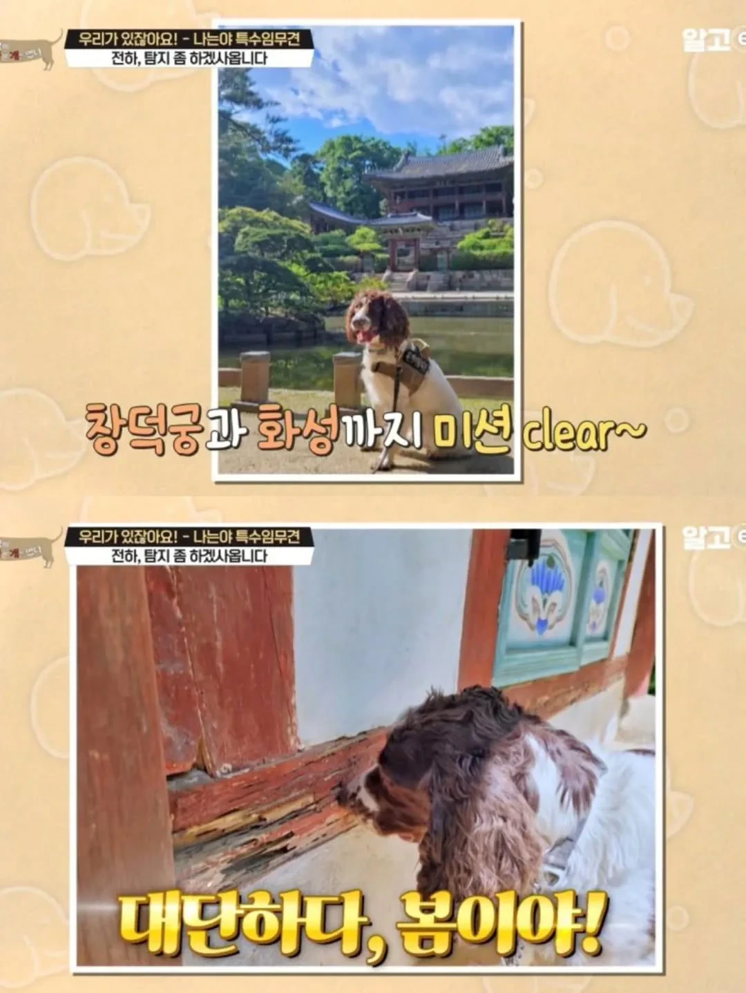 반려동물-출입금지인데-경복궁에-강아지-데려간-남자...-12-이미지