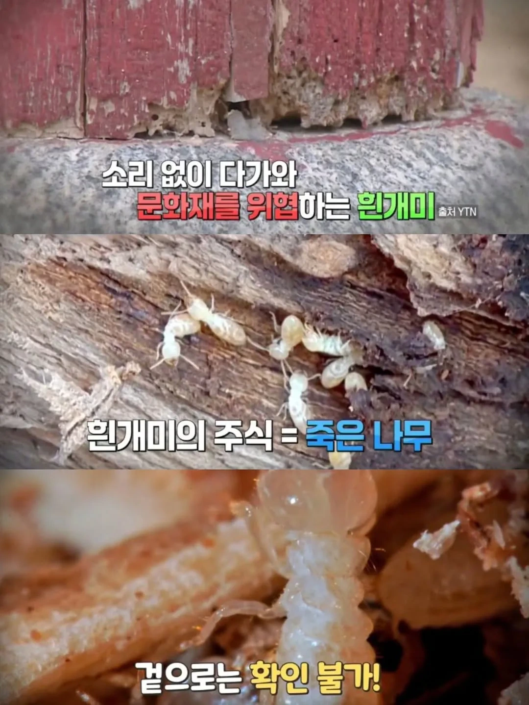 반려동물-출입금지인데-경복궁에-강아지-데려간-남자...-3-이미지