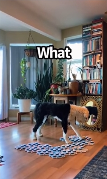 집사에게-예전에-개였냐고-물어보는-버니-🐶-24-이미지